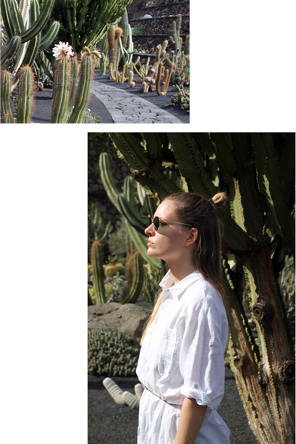 cactus_collage
